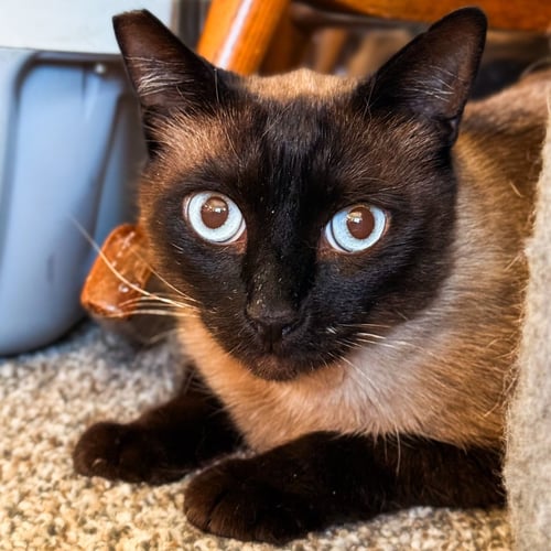 SIAMI - Siamese available for adoption