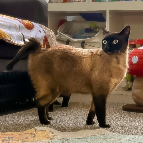 SIAMI - Siamese available for adoption