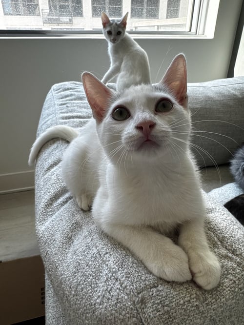 DAKOTA - Domestic Short Hair available for adoption