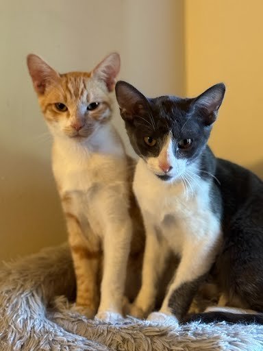 JACK - Domestic Short Hair available for adoption