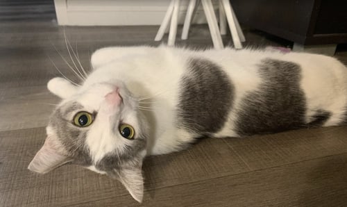 LADY JANE GREY - Domestic Short Hair available for adoption