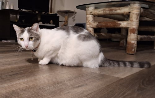 LADY JANE GREY - Domestic Short Hair available for adoption