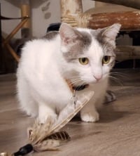 Lady Jane Grey - Photo 3