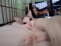 Lady Jane Grey - Photo 4