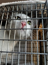 Lady Jane Grey - Photo 5