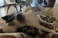 Lady Jane Grey - Photo 7