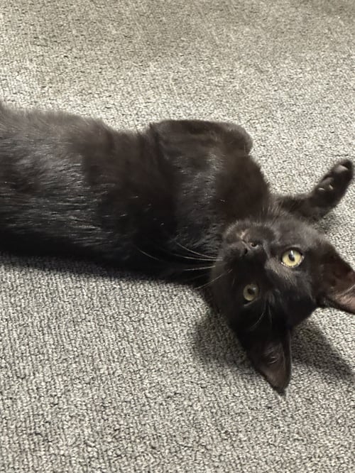 NORI - Domestic Short Hair available for adoption