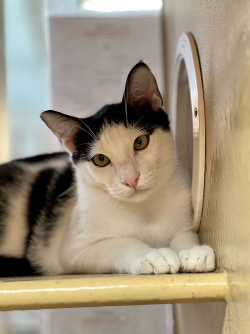 CARMINE - Domestic Short Hair available for adoption