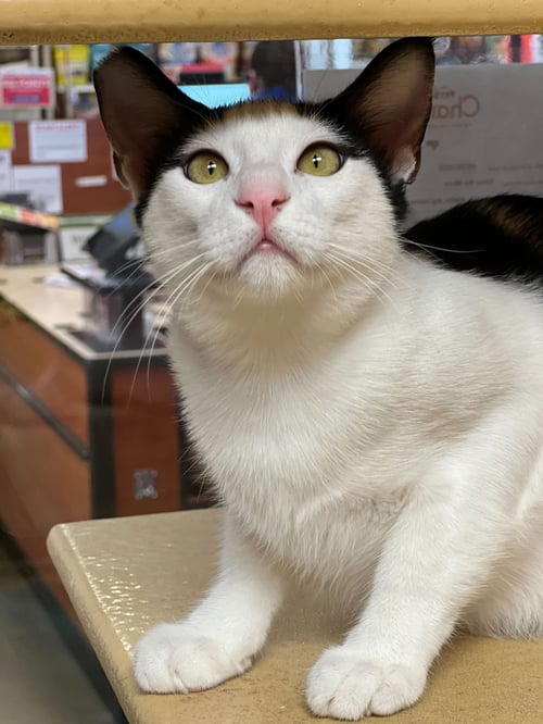 CARMINE - Domestic Short Hair available for adoption