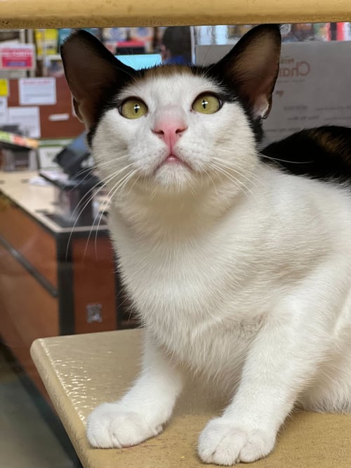 CARMINE - Domestic Short Hair available for adoption