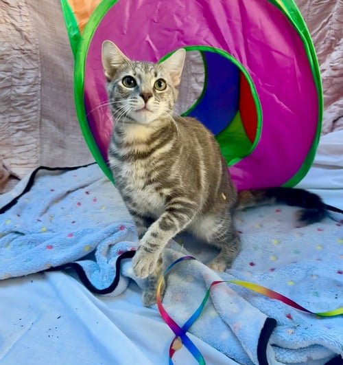 JENNIFER JUNIPER - Domestic Short Hair / Tabby available for adoption