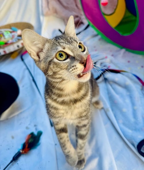 JENNIFER JUNIPER - Domestic Short Hair / Tabby available for adoption