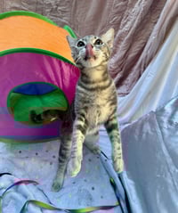 Jennifer Juniper - Photo 3