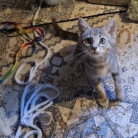 Jennifer Juniper - Photo 4