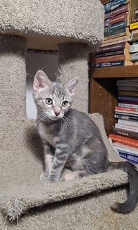 Jennifer Juniper - Photo 5