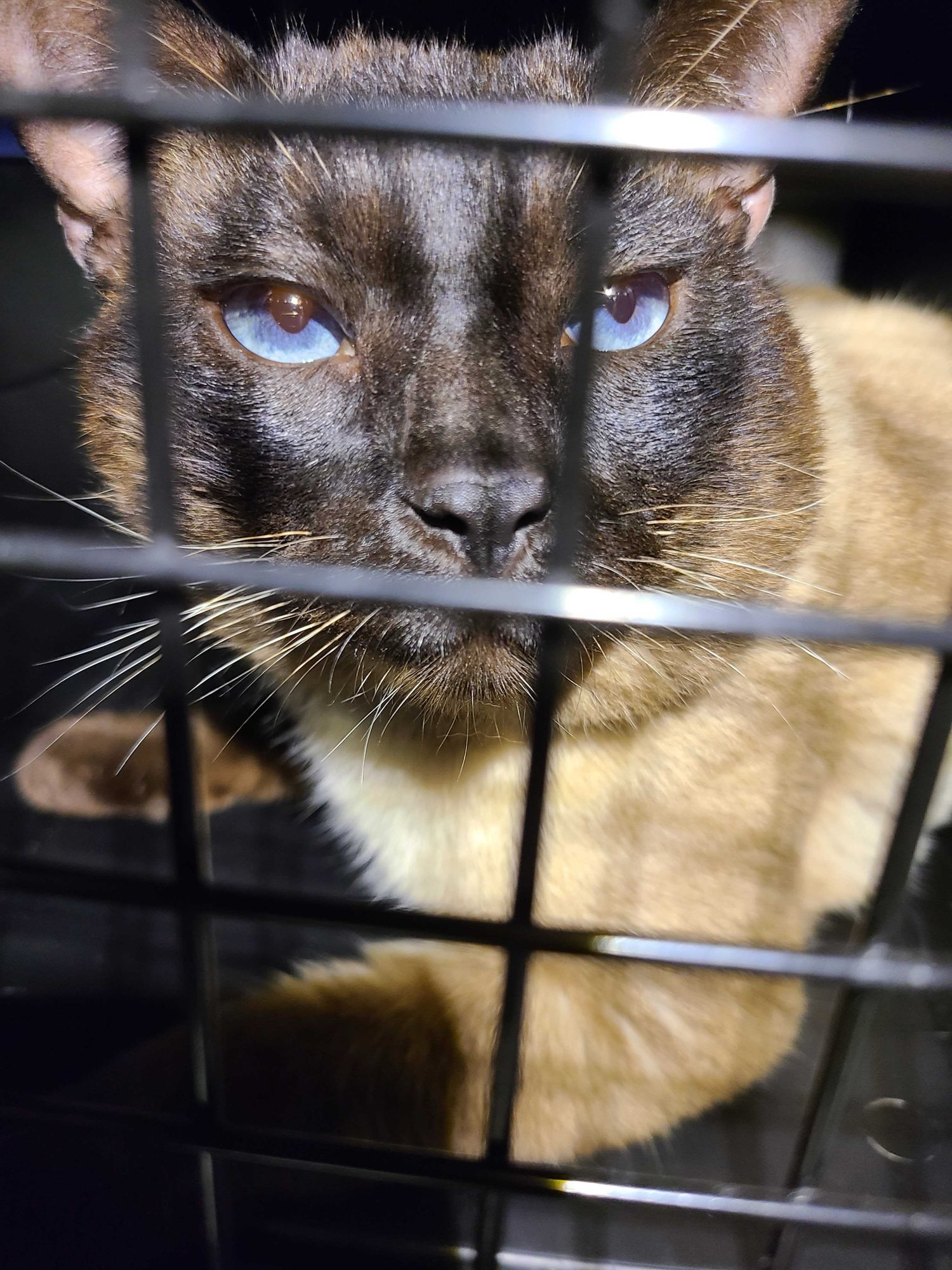 JOHNNIE WALKER - Siamese available for adoption