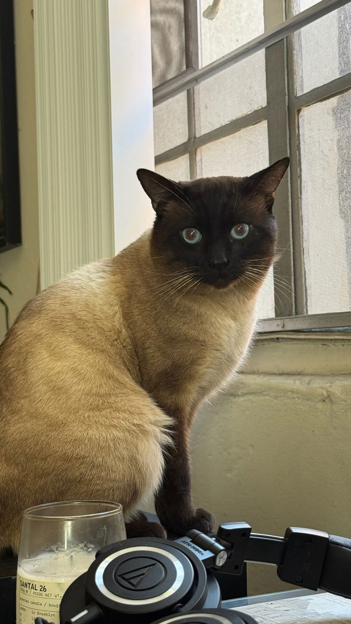 JOHNNIE WALKER - Siamese available for adoption