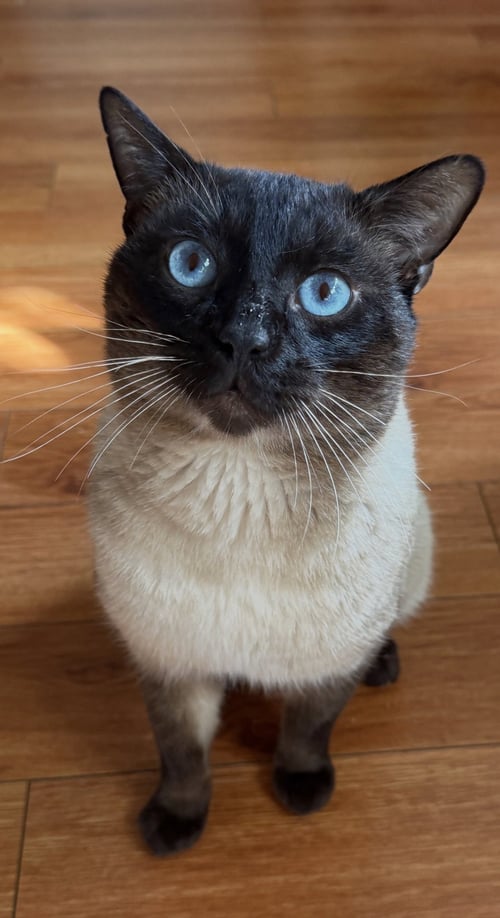 JOHNNIE WALKER - Siamese available for adoption
