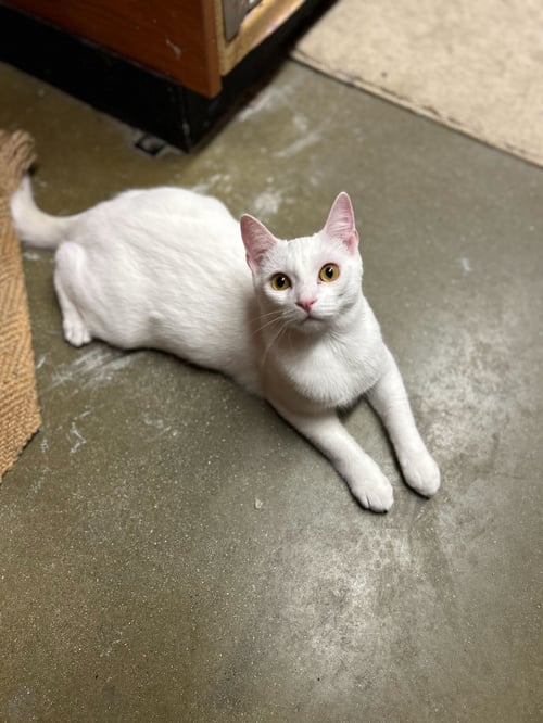 YUKI - Domestic Short Hair available for adoption