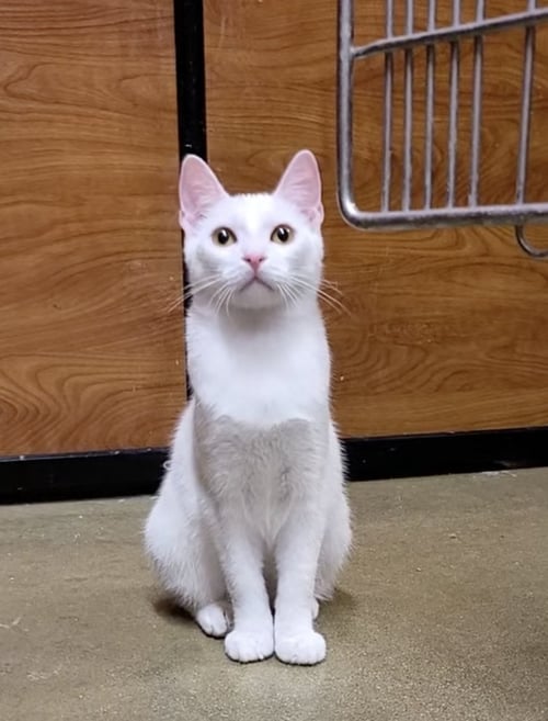 YUKI - Domestic Short Hair available for adoption