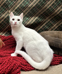 Yuki - Photo 3