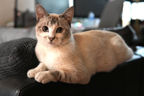 LYLA - Domestic Short Hair / Siamese available for adoption