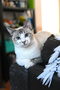 Lyla - Photo 5
