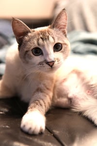 Lyla - Photo 2