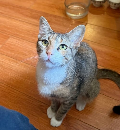 CHARLIE - Domestic Short Hair available for adoption
