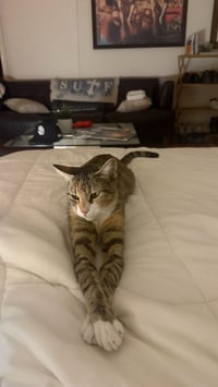 Charlie - Photo 7
