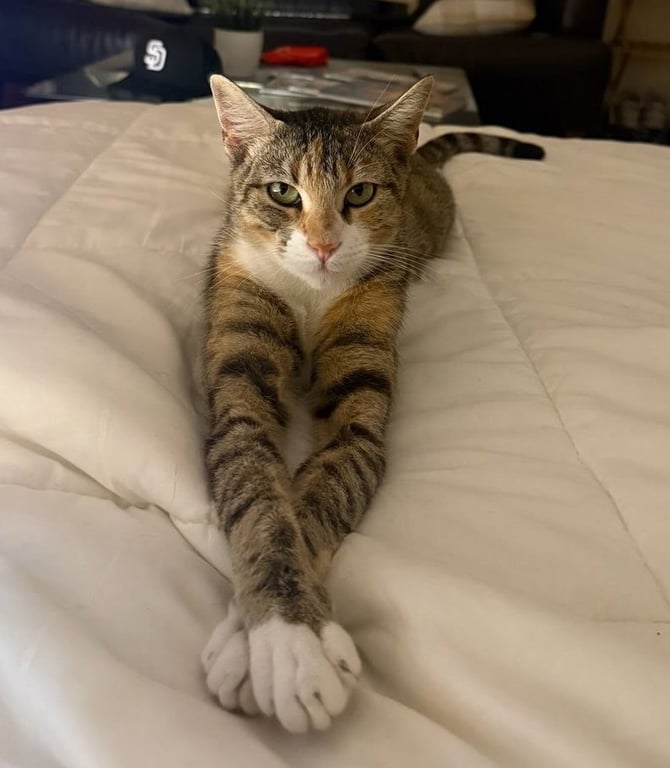 Charlie Image