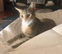 Charlie - Photo 4