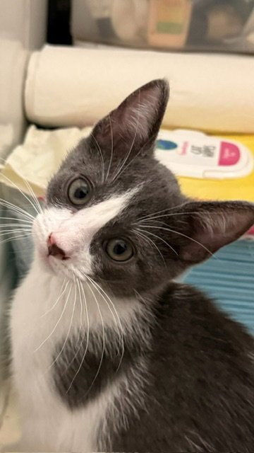 MIA - Domestic Short Hair available for adoption