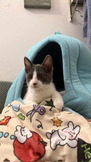 MIA - Domestic Short Hair available for adoption