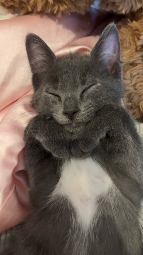 SHARKY (AND CHILI) - Russian Blue available for adoption
