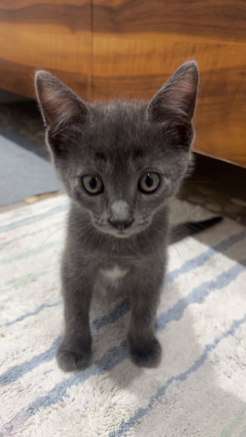 SHARKY (AND CHILI) - Russian Blue available for adoption