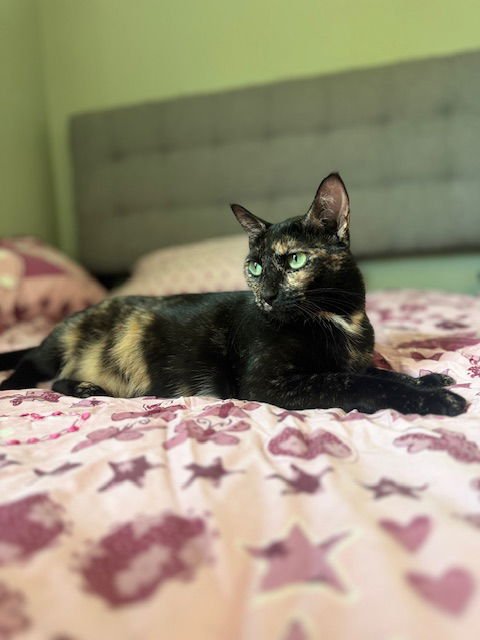 MARLEY - Tortoiseshell available for adoption