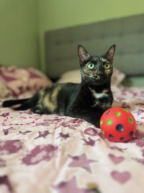 MARLEY - Tortoiseshell available for adoption