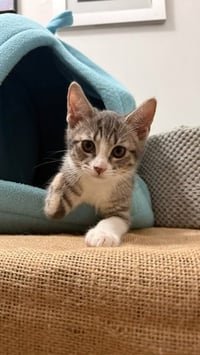 Olivia - Photo 2