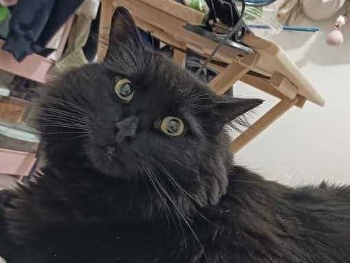 MIDNIGHT - Domestic Medium Hair available for adoption