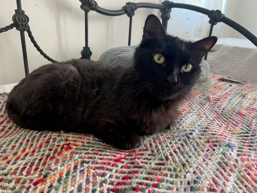 MIDNIGHT - Domestic Medium Hair available for adoption