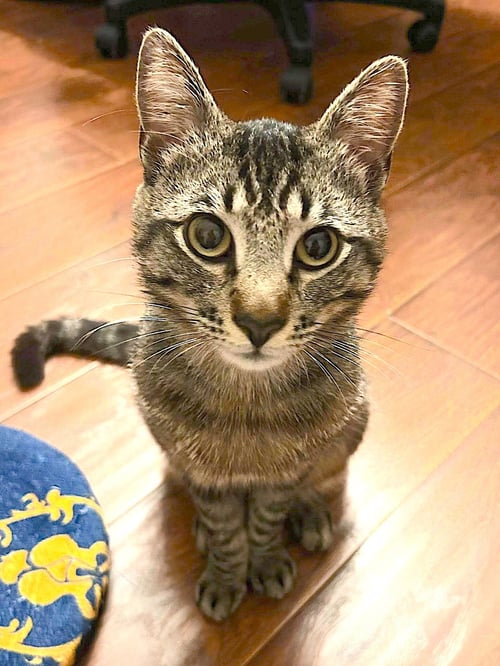 TIGER CP