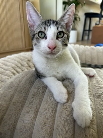 SAMMY - Domestic Short Hair available for adoption
