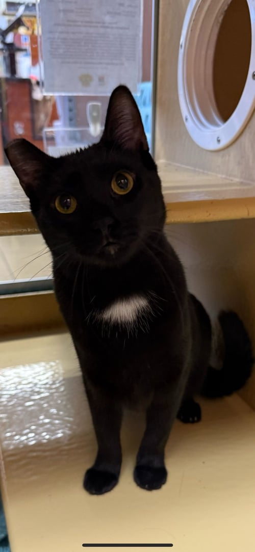 LAVERNE (C) - Domestic Short Hair available for adoption