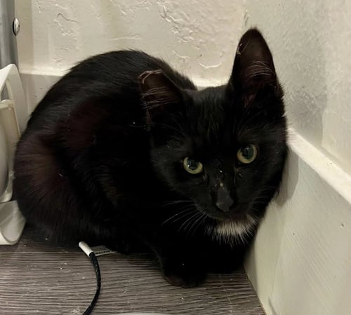 LAVERNE (C) - Domestic Short Hair available for adoption