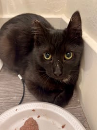 Laverne (C) - Photo 3