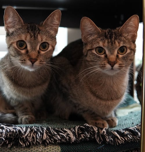 LOUISE (AND THELMA) - Domestic Short Hair available for adoption