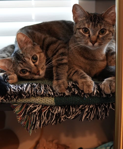 LOUISE (AND THELMA) - Domestic Short Hair available for adoption