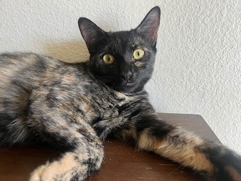 REECE - Domestic Short Hair / Tortoiseshell available for adoption