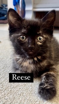 Reece - Photo 5
